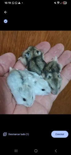 Hamsters anões russos