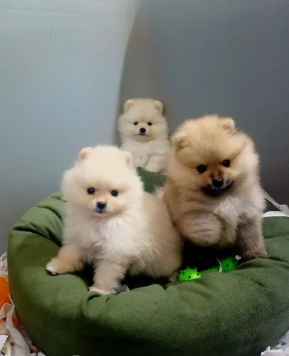 Lulu da Pomerânia ursinho