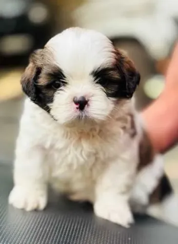 Neném shih tzu/shitzu de linhagem selecionada saudável e dócil
