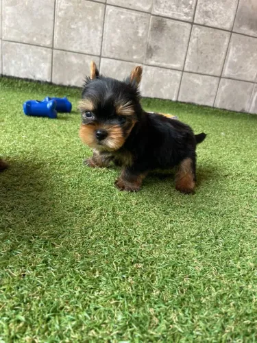 Yorkshire Micro belíssimos filhotes com pedigree e garantia