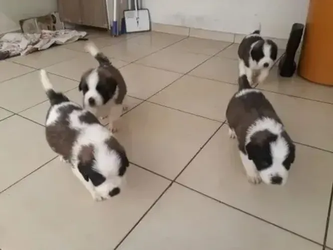 Oferta especial Shitzu com maltês apso com caminha de brinde