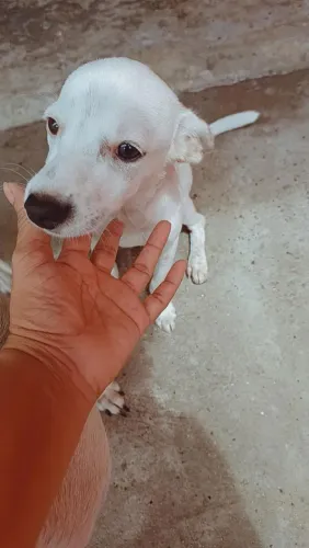 Adoção