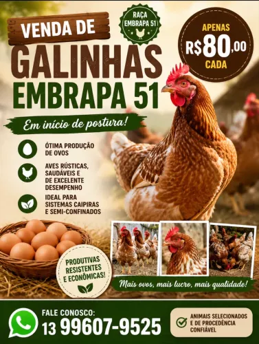 Galinha Poedeira