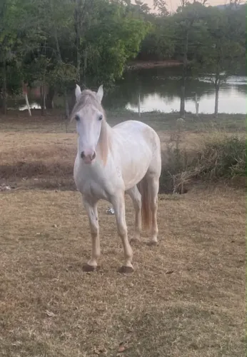 Cavalo