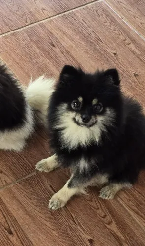 Spitz Macho Black Tam