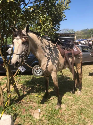 Cavalo Tordilho boa Índole 