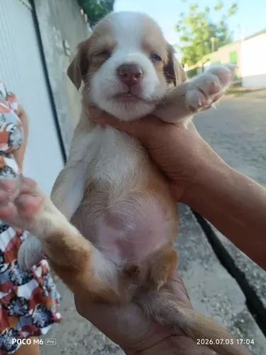 Cachorrinha deficiente (sem uma pata)