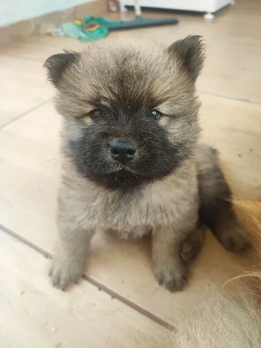 Filhote de Chow Chow