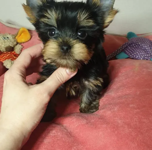 Yorkshire Se carinho tivesse forma, seria esse cachorrinho