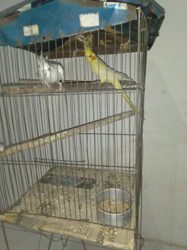 Vendo