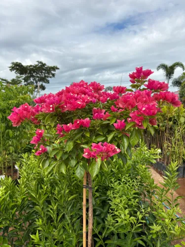 Muda de Bougainville
