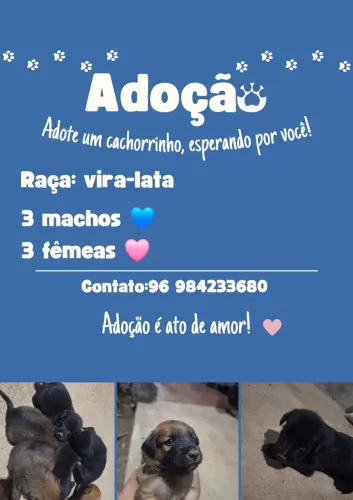 Adoção de cachorros