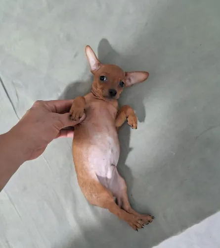 Mine pinscher macho aceito cartões 