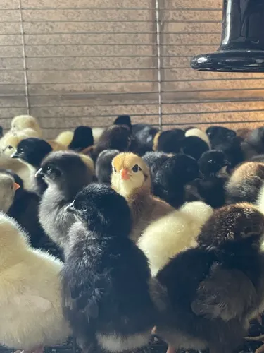 Pintinhos charrua, GLC, BKB, pescoço pelado, pesadão, tricolor, Angola, codorna