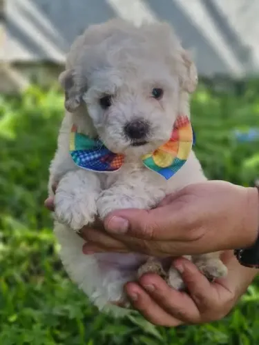 Poodle micro toy MACHOS.
