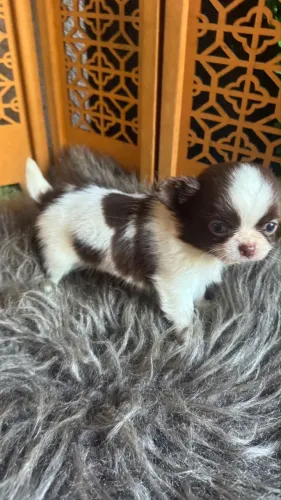 Chihuahua Pelo longo filhote macho branco e chocolate