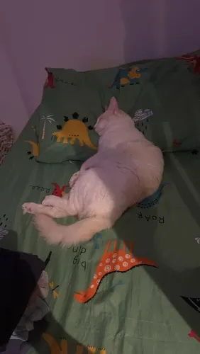 Doação gato 1 aninho