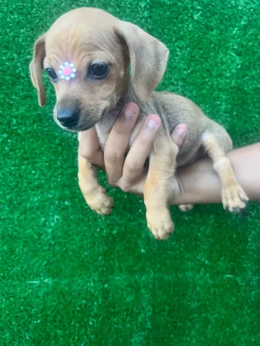 Filhote de  cachorro Pinscher com salsinha