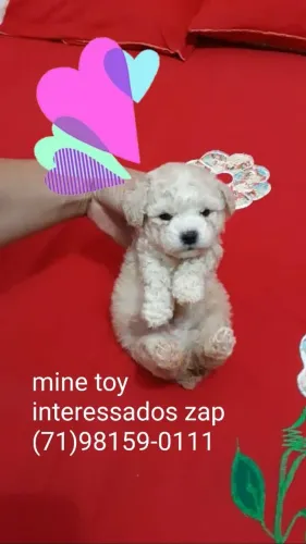 Perfeito filhotes de Poodle mine toy machos disponível 