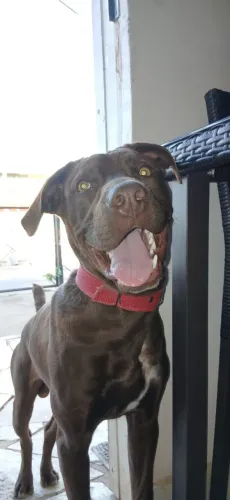 Doação cachorro pitbull com lavrador 8 meses