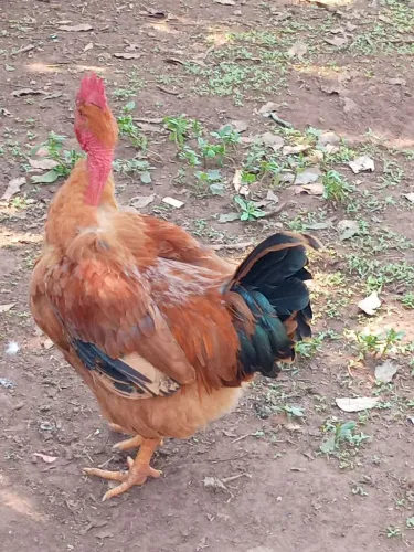 Galo pescoço pelado 