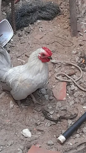 Galinha garnize