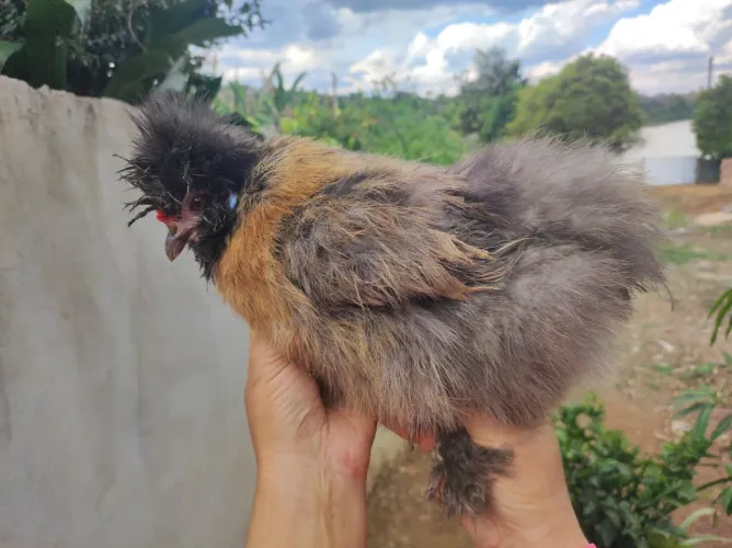 Galinha Nagasaki, Sedosa do Japão, sebrait e mini coxim