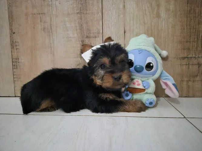 Yorkshire machinho pronta entrega 