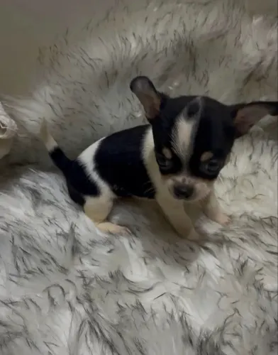 Chihuahua MICRO