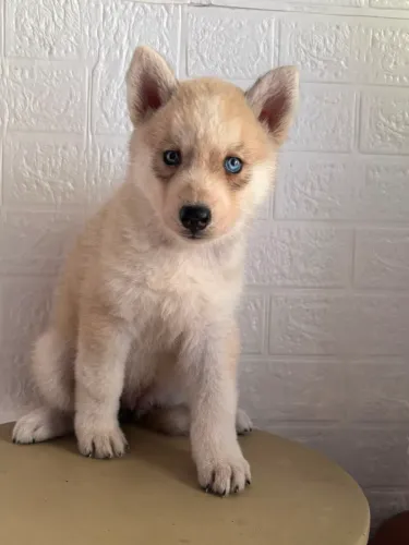 Husky siberiano