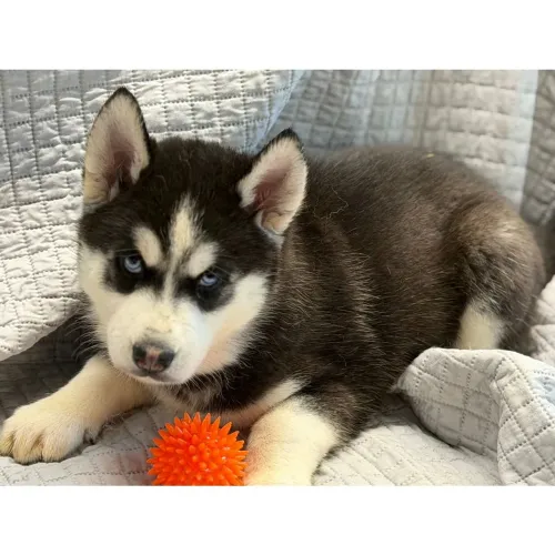 Husky Siberiano | Últimos filhotes disponíveis