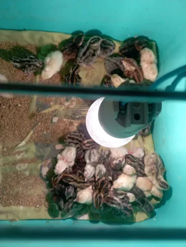 Filhotes de Codorna gigante