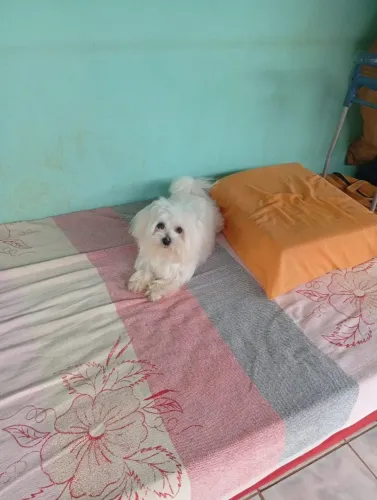Vende se uma linda maltês