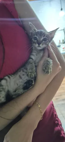 Gatinhas pra doações