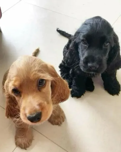 Cocker spaniel alegre