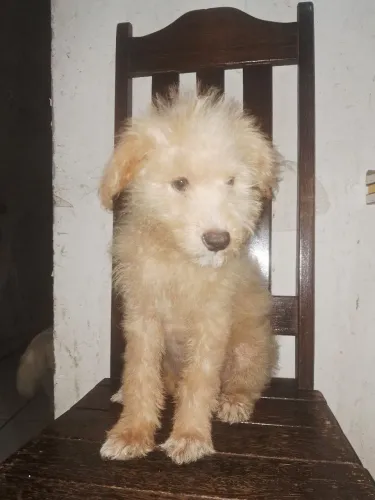 Poodle 