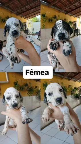Filhotes de dálmata 400 a fêmea 350 o macho