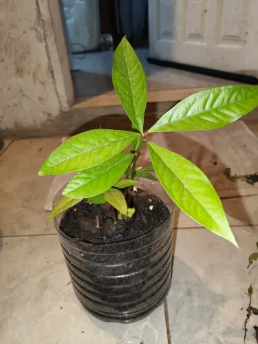 Mudas de jambo