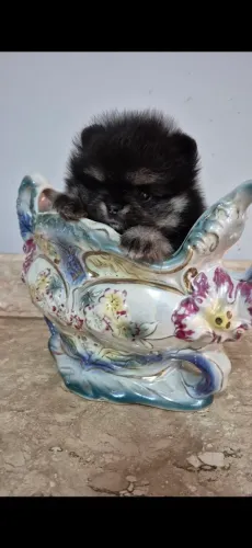 Lulu da Pomerânia / Spitz Alemão