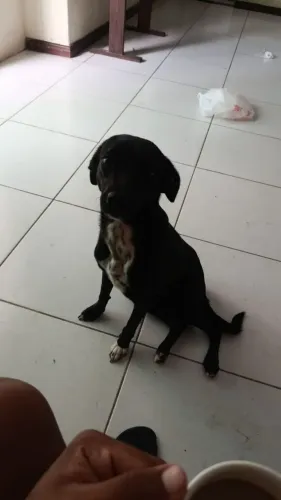 Doação de Cachorra filhote 6 mês