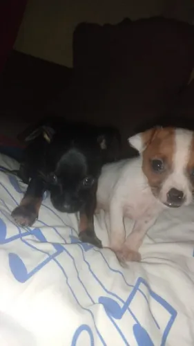 Pinscher n 1