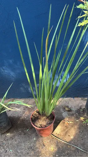 Planta Moreia