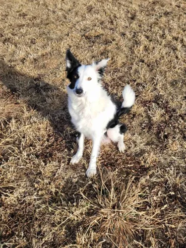Filhotes de Border Collie | Um amigo para sorrir junto.