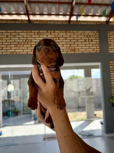 Filhotes puros de Dachshund