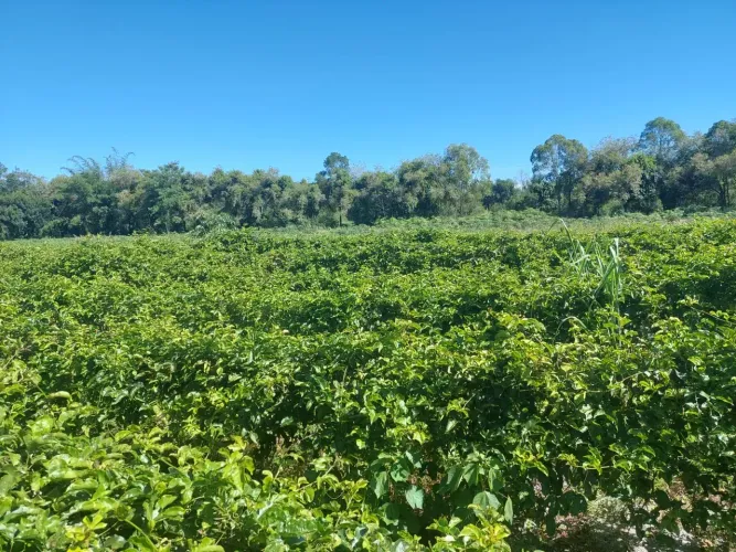 Excelente Sítio de 20 Hac em Varjão, Casimiro de Abreu - RJ com produção imediarta de man