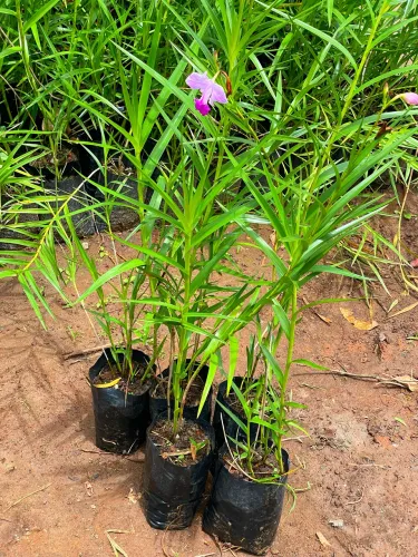 Fornecedor Orquídea Bambu 