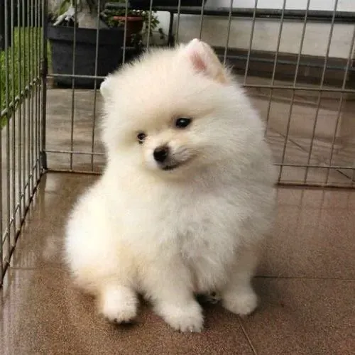 Filhotes de Spitz alemão fêmea entregamos na sua casa 