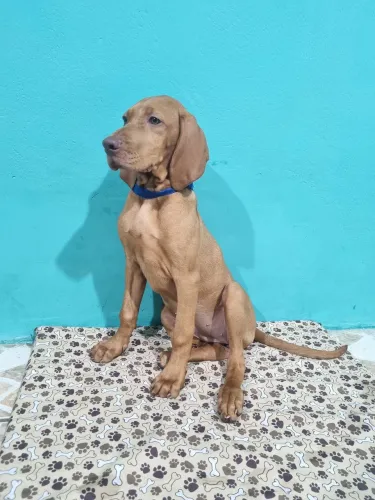 Filhotes de Vizsla com pedigree CBKC, ciclo de vacinas completo