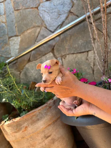  Pinscher fêmea 0