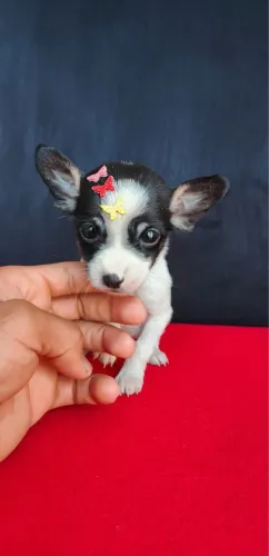 Pinscher com 55 dias vacinado